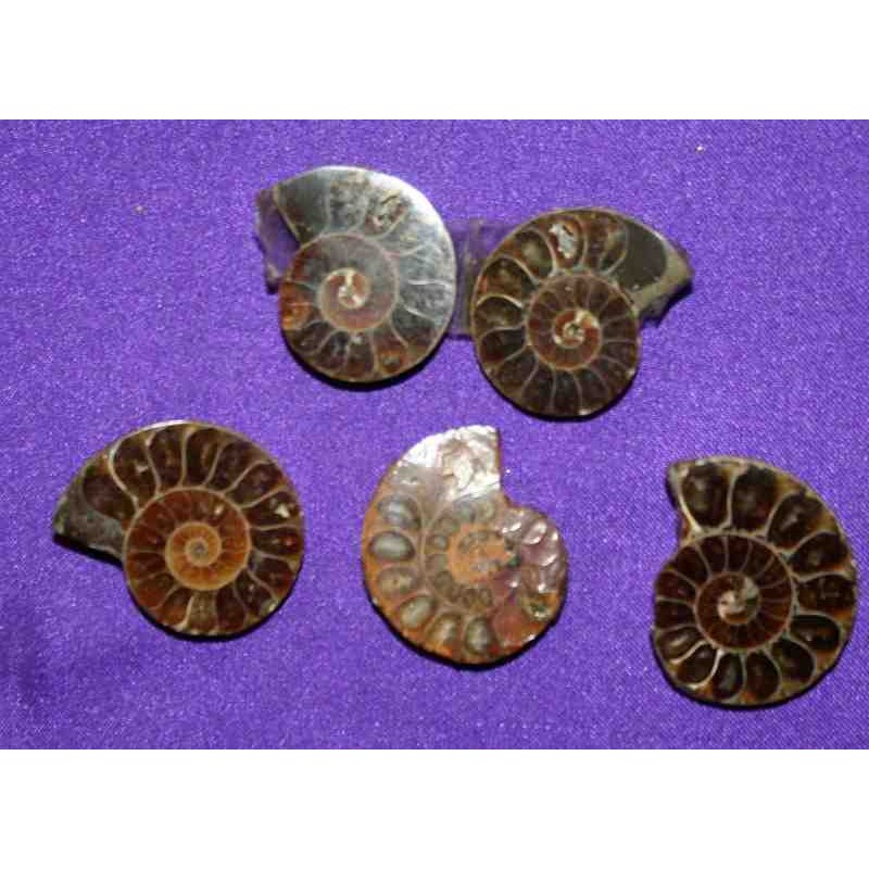 2 Pcs Lot of Ammonite Fossil Cabochon