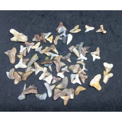 Shark teeth fossils from India