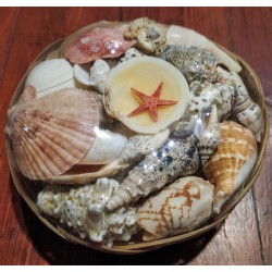Handmade basket with Sea Shells