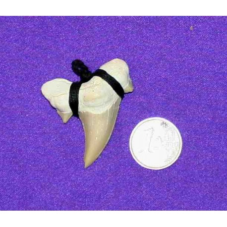 Fossil Shark Tooth