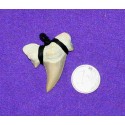 Fossil Shark Tooth