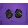 Fossil Ammonite Shaligram