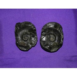 Ammonite Fossil Shaligram