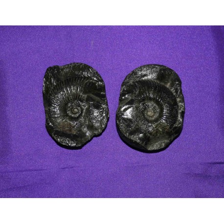 Ammonite Fossil Shaligram