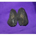 Fossil Shaligram