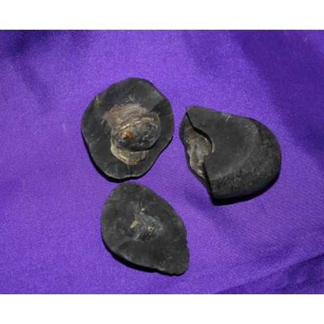 Fossil Shaligram