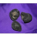 Fossil Shaligram