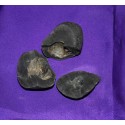 Fossil Shaligram