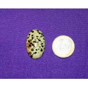 Dalmatian Jasper Cabochons