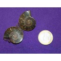 Ammonite Fossil Cabochon