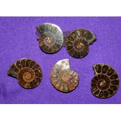 Ammonite Fossil Cabochon