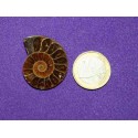 Ammonite Fossil Cabochon