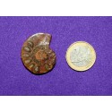 Ammonite Fossil Cabochon