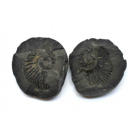 Fossil Ammonite Shaligram