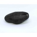 Fossil Gastropod Shaligram