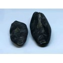 Fossil Gastropod Shaligram