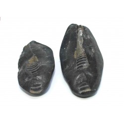 Fossil Gastropod Shaligram