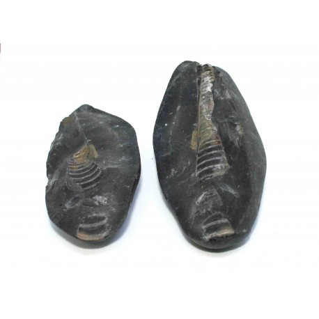 Fossil Gastropod Shaligram