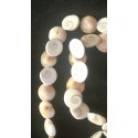 Shiva Eye shell Beads strand 49cm from India