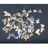 Fossil Shark teeth from India