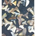 Shark teeth fossils from India